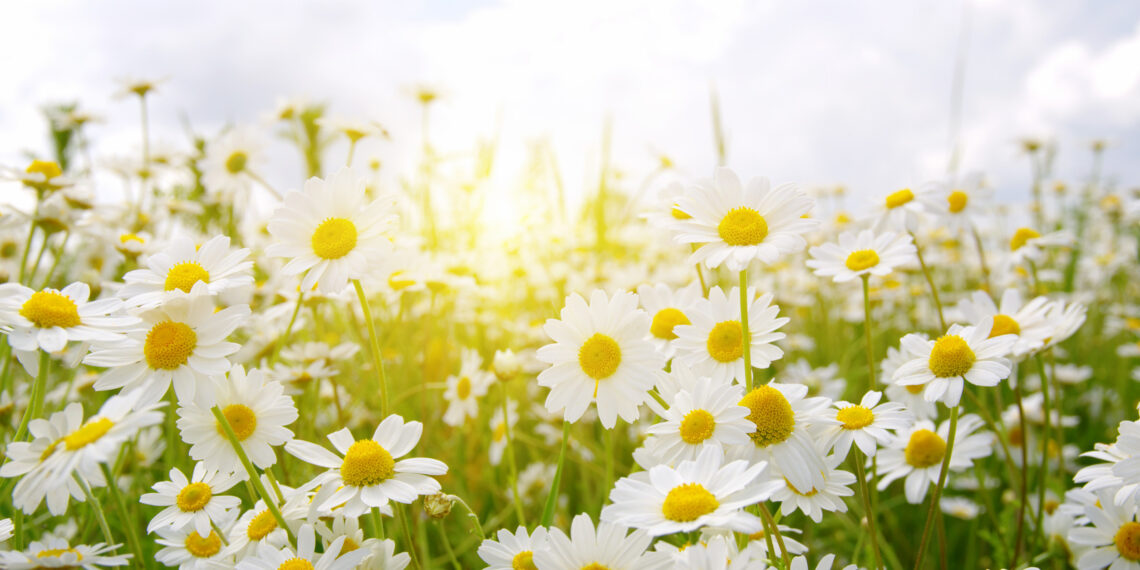 TEMPERATURE: Prossimi giorni fino a 20 gradi, ecco dove