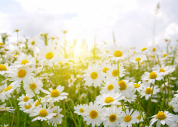 TEMPERATURE: Prossimi giorni fino a 20 gradi, ecco dove