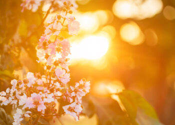 METEO NEWS: Caldo Anticiclone a causa della falla Iberica